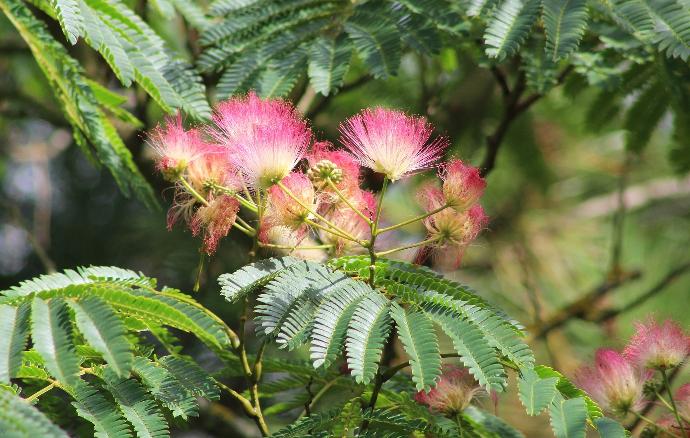 ALBIZIA JULIBRISSIN OMBRELLA (ROSSO) CLT 80-130 CEPEE 200/250