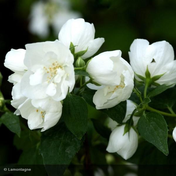 PHILADELPHUS VIRGINALIS CLT 3 60/80