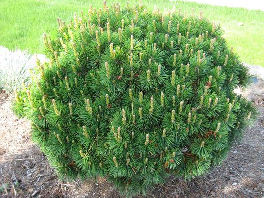 [9170] PINUS MUGO MUGHUS CLT 35 60-70