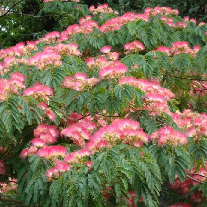ALBIZIA JULIBRISSIN OMBRELLA (ROSSO) CLT 30-45 CEPEE 200/250