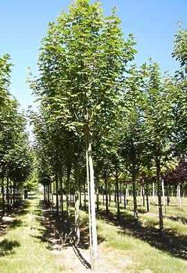 ACER PSEUDOPLATANUS (ERABLE SYCOMORE) CLT 130 TIGE 16-18