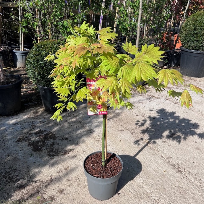 ACER SHIRASAWANUM MOONRISE CLT 15 DEMI TIGE 8-10