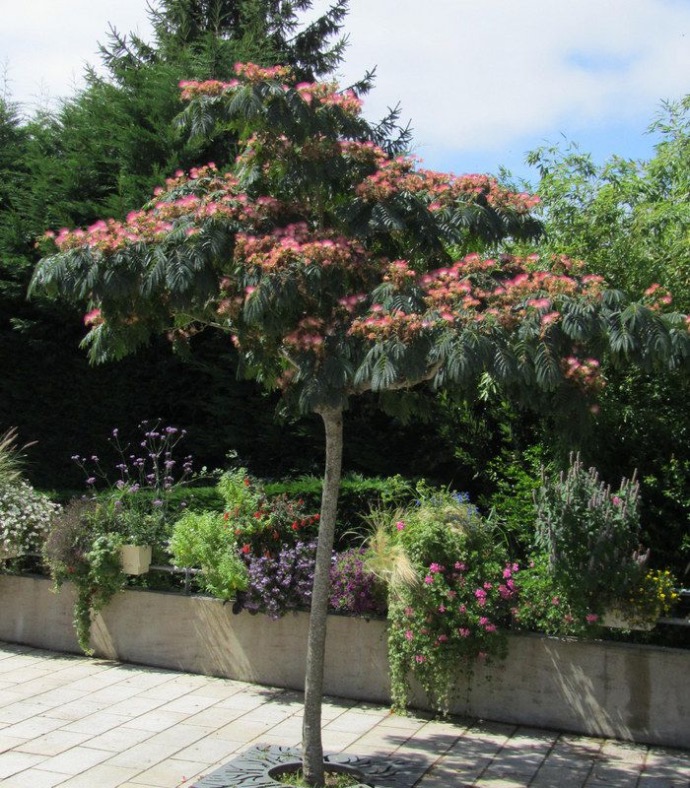 ALBIZIA JULIBRISSIN OMBRELLA (ROSSO) CLT 45 CEPEE 175/200