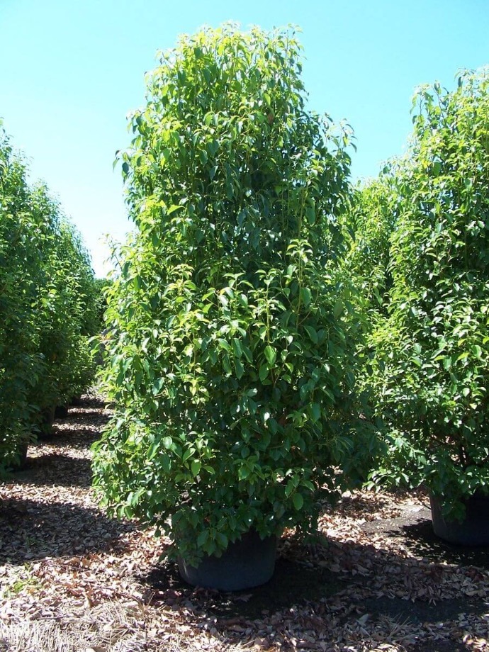 CINNAMOMUM CAMPHORA (CAMPHRIER) CLT 230 PARACHUTE 300/350