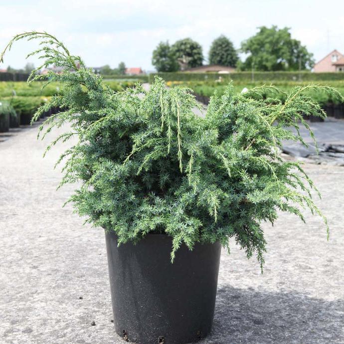 JUNIPERUS CHINENSIS BLUE ALPS CLT 60 POMPONS 150/175