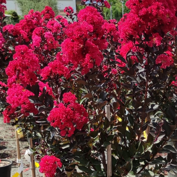 [6846] LAGERSTROEMIA INDICA DYNAMITE CLT 110 250/300