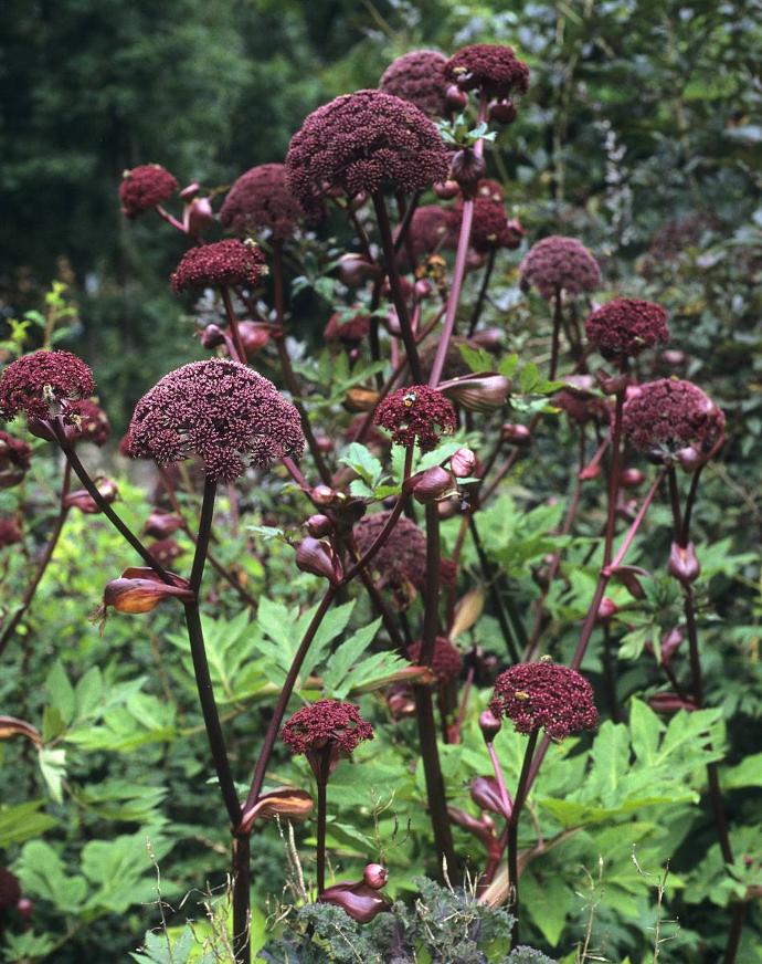 ANGELICA GIGAS POURPRE GDT