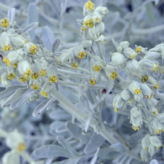 ARTEMISIA STELLERIANA GDT
