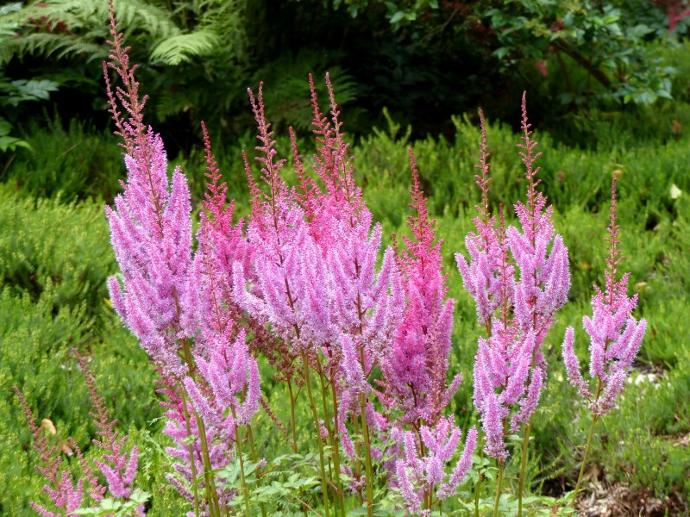 [1521] ASTILBE CHINENSIS (COULEUR/VARIETE) GDT
