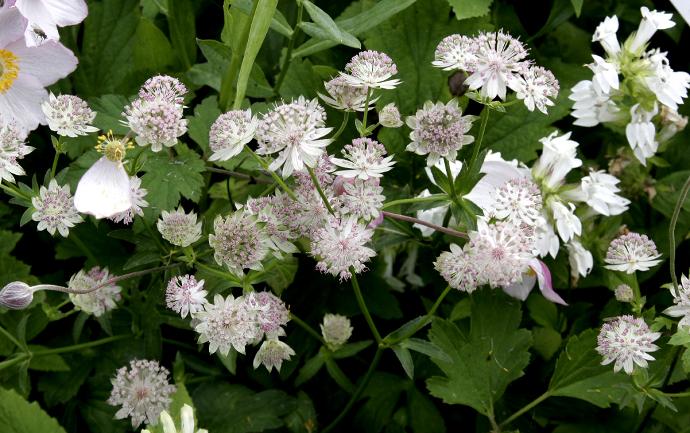 ASTRANTIA MAJOR ALBA GDT