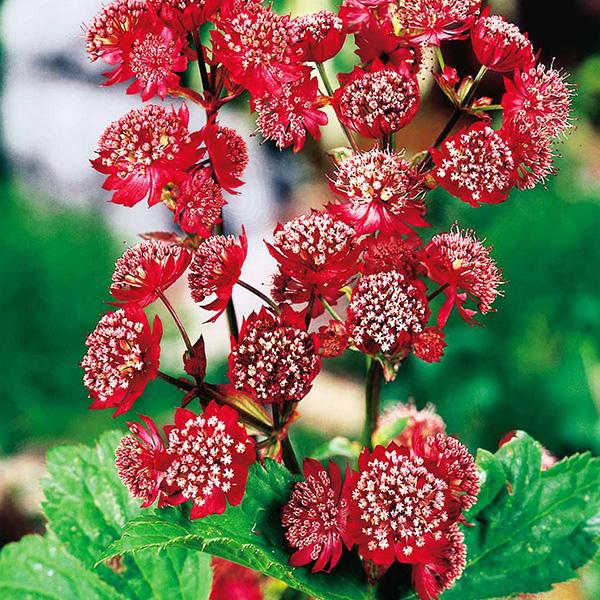 ASTRANTIA MAJOR RUBRA GDT