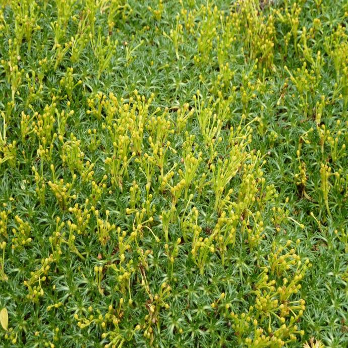 AZORELLA TRIFUCATA JAUNE GDT