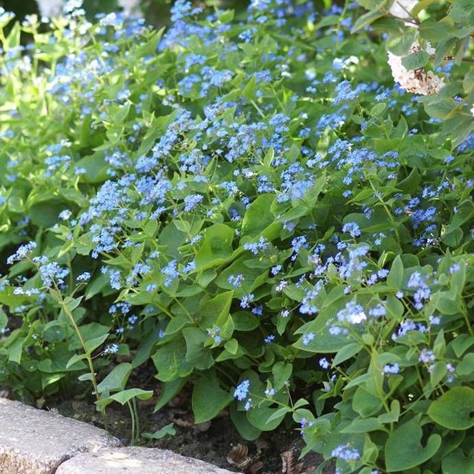 [1990] BRUNNERA MACROPHYLLA (COULEUR/VARIETE) GDT