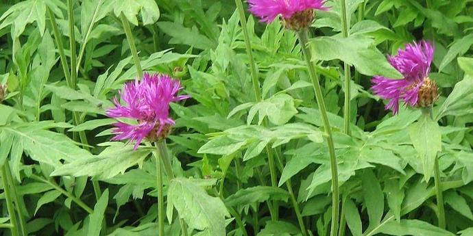 CENTAUREA DEALBATA (COULEUR/VARIETE) GDT