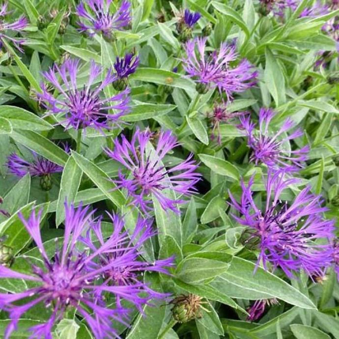 CENTAUREA MONTANA (COULEUR/VARIETE) GDT