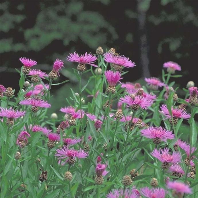 [2828] CENTAUREA PULCHERRIMA (COULEUR/VARIETE) GDT