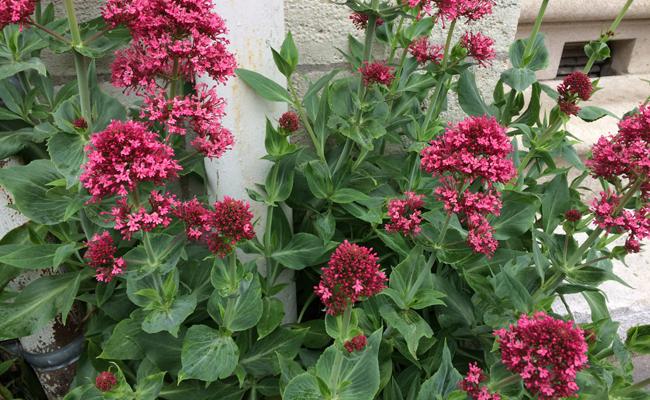 CENTRANTHUS RUBER (COULEUR/VARIETE) GDT