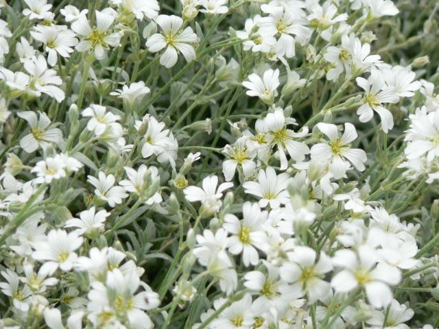 [2840] CERASTIUM TOMENTOSUM GDT