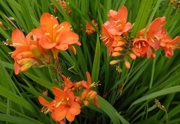 CROCOSMIA HYB. GDT