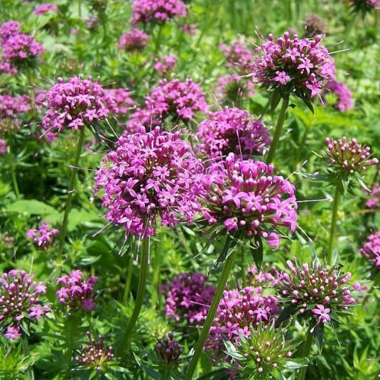 [3749] CRUCIANELLA STYLOSA (COULEUR/VARIETE) GDT