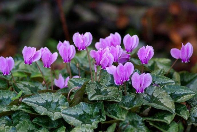 CYCLAMEN HEDERIFOLIUM ROSE GDT