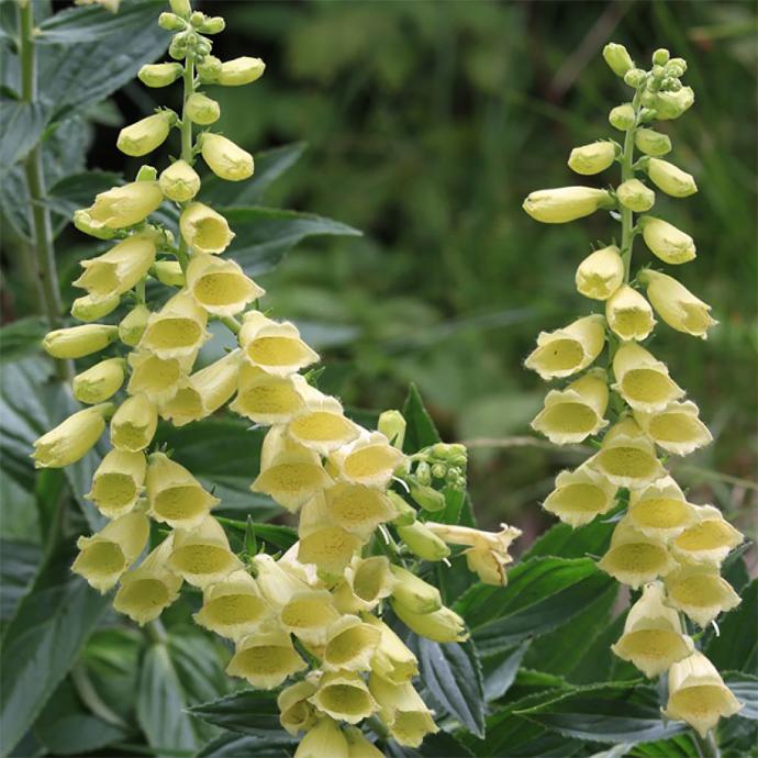 [4285] DIGITALIS GRANDIFLORA (COULEUR/VARIETE) GDT