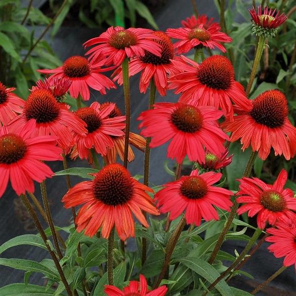 ECHINACEA PURPUREA GDT