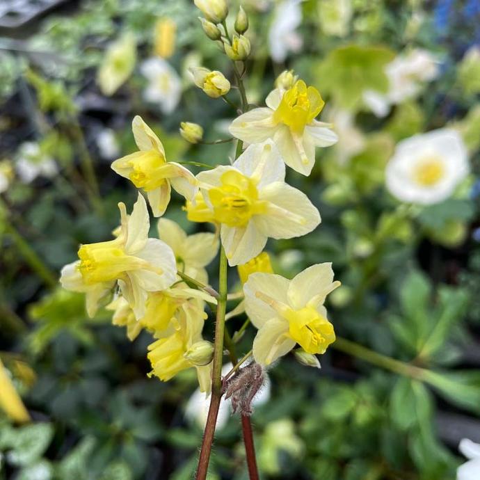 EPIMEDIUM VERSI.SULPHUREUM JAUNE GDT