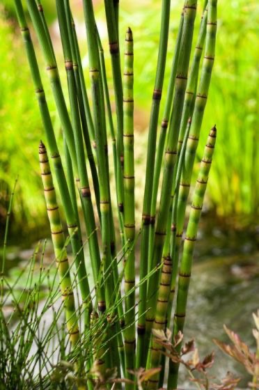 EQUISETUM JAPONICUM GDT
