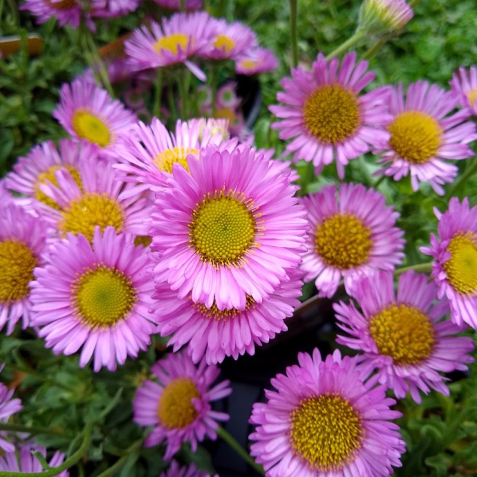 ERIGERON ROSA (COULEUR/VARIETE) GDT