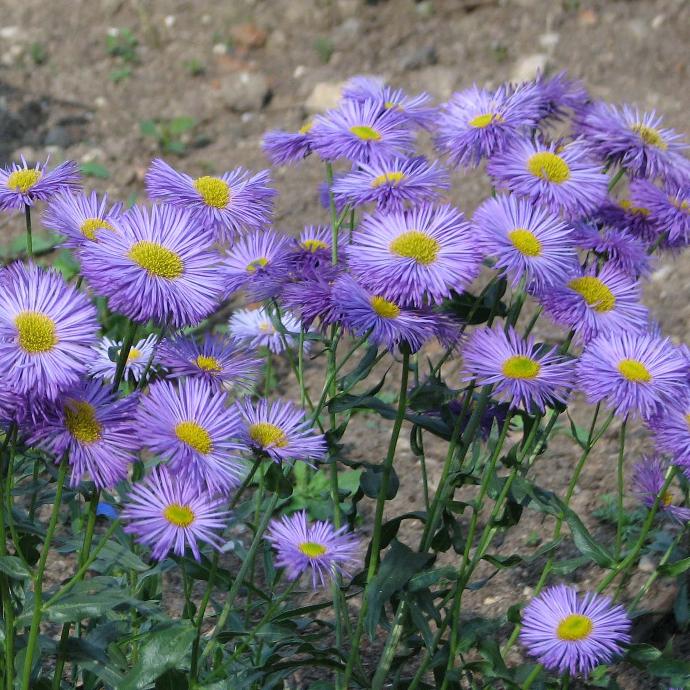 [4570] ERIGERON SPECIOSUS (COULEUR/VARIETE) GDT