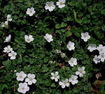 [4596] ERODIUM REICHARDII (COULEUR/VARIETE) GDT