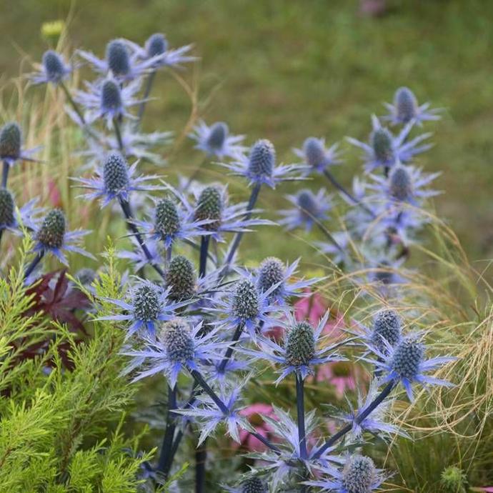 ERYNGIUM PLANUM (COULEUR/VARIETE) GDT