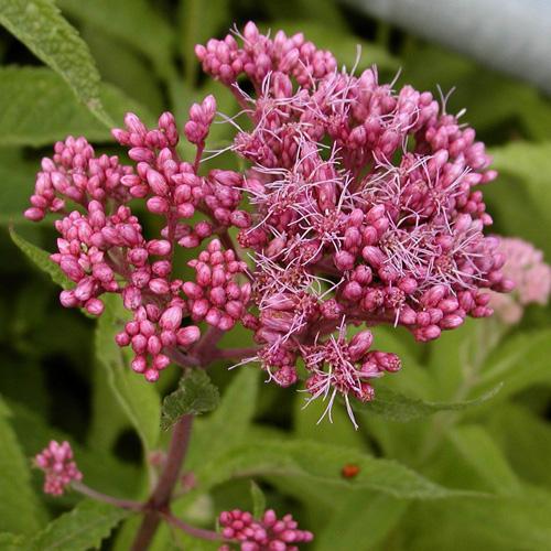 [4880] EUPATORIUM PURPUREUM (COULEUR/VARIETE) GDT