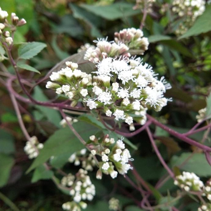 EUPATORIUM RUGOSUM GDT