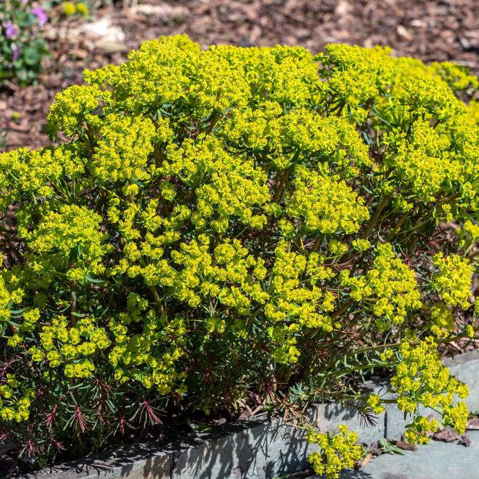[4897] EUPHORBIA CYPARISIAS (COULEUR/VARIETE) GDT