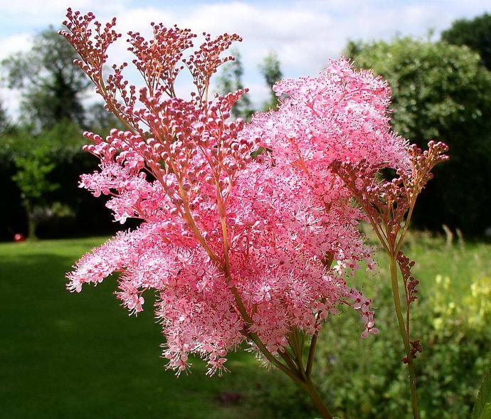 FILIPENDULA VENUSTA RUBRA ROSE GDT