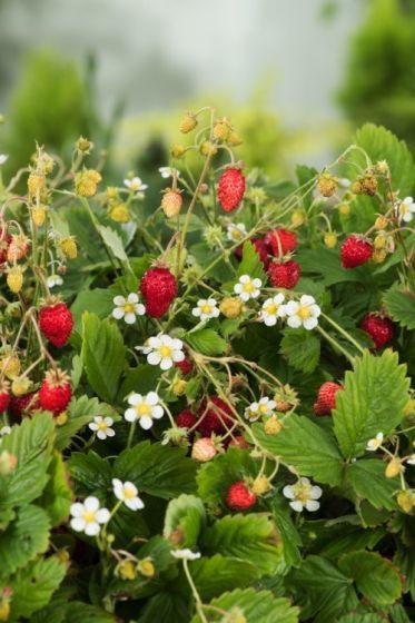 [5306] FRAGARIA VESCA (COULEUR/VARIETE) GDT