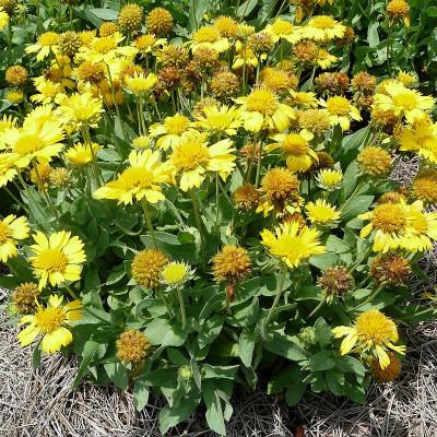 GAILLARDIA CHLOE JAUNE GDT