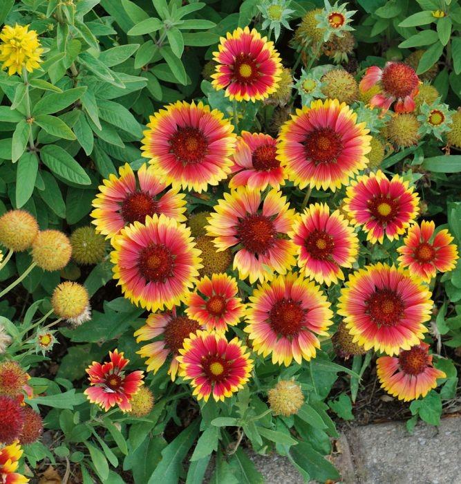 GAILLARDIA KOBOLD ROUGE ET JAUNE GDT