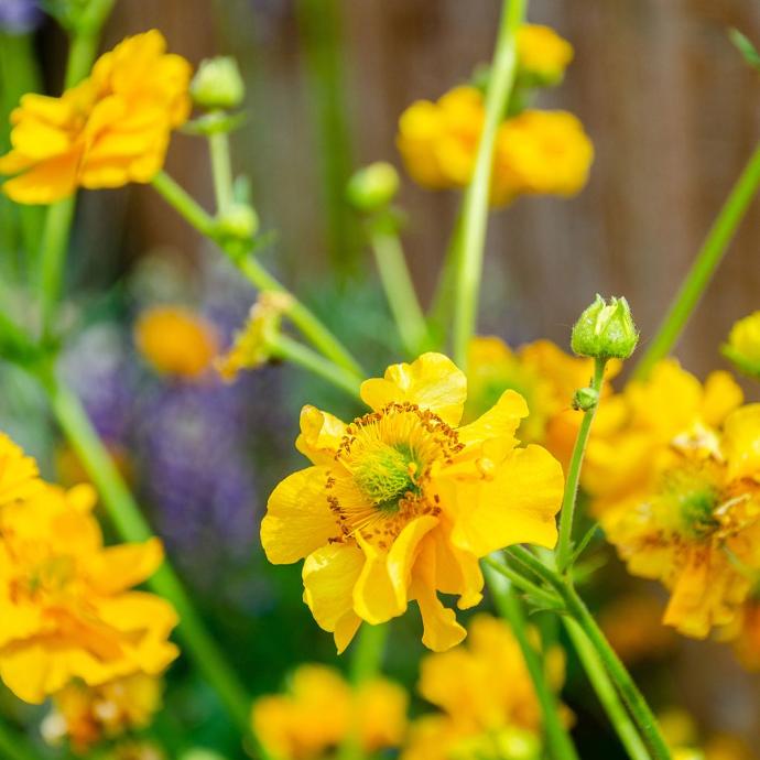 GEUM CHILO. LADY STRATHEDEN JAUNE GDT