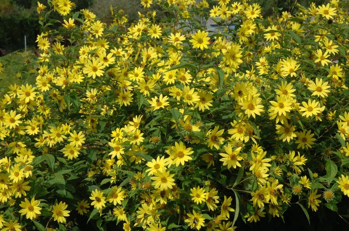 HELIANTHUS MICRO.GDT