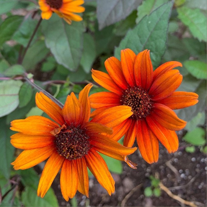 [5942] HELIOPSIS SCABRA GDT