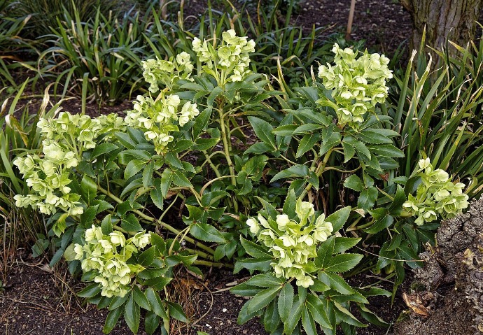 HELLEBORUS ARGUTIFOLIUS CORSICUS GDT