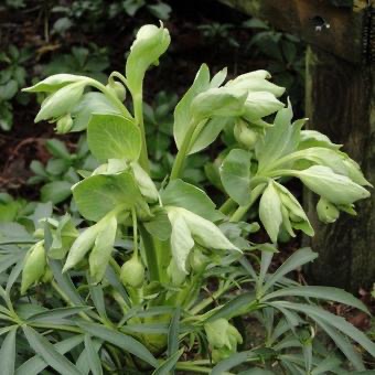 [5946] HELLEBORUS FOETIDUS VERT CLAIR GDT