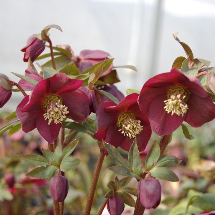 HELLEBORUS OR. RED HYBRIDE GDT