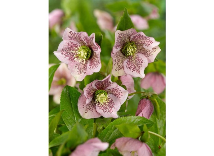 HELLEBORUS ORIENTALIS VARIÉ GDT