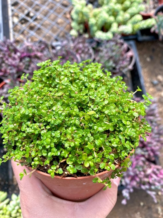 [5962] HELXINE SOLEIROLII GDT