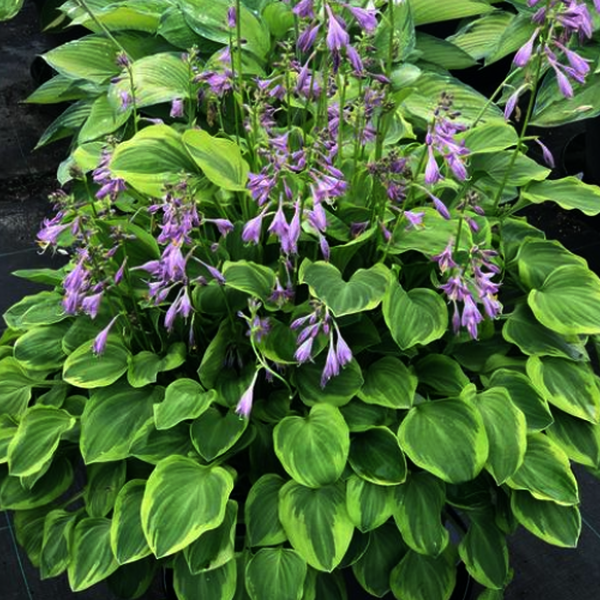HOSTA FORTUNEI GDT