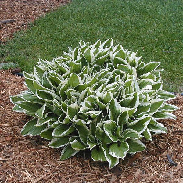 HOSTA UNDULATA GDT